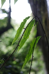 Oleandra distenta madagascarica
