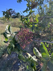 Pistacia atlantica, photograph (c) Наталья Пикалова, some rights reserved (CC BY)