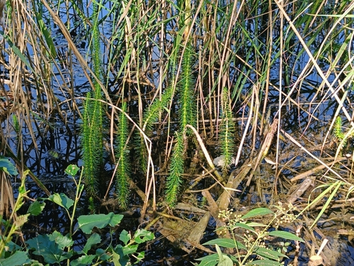 Common Mare's Tail