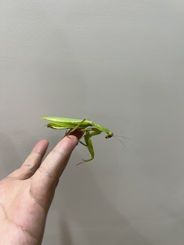 Giant Asian Mantis