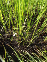 Sparganium subglobosum