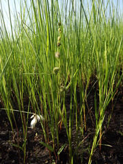 Sparganium subglobosum