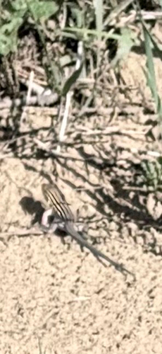 Northern Whiptails