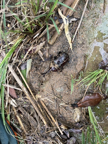 Japanese Rhinoceros Beetle