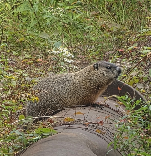 Groundhog