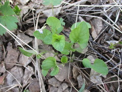 Viola sacchalinensis