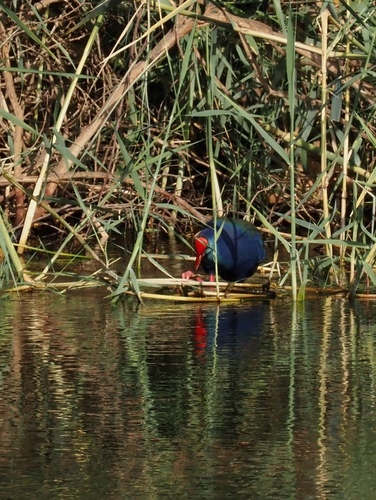 iNaturalist: (c) buffbiologist, some rights reserved (CC BY-NC) iNaturalist image