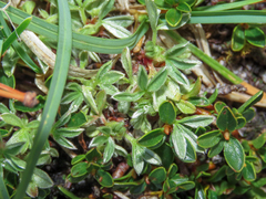 Potentilla nitida, photograph (c) Emanuele Santarelli, some rights reserved (CC BY-SA)