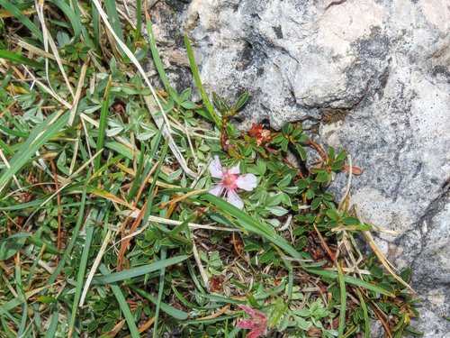 Potentilla nitida, photograph 3