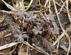 Aconitum fischeri