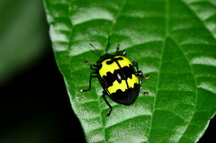 Oligocorynus indicus