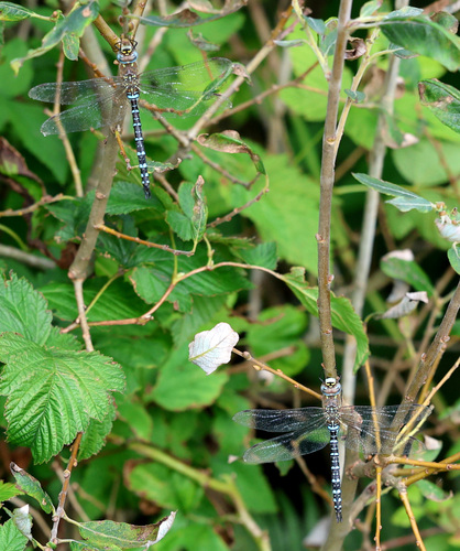 Migrant Hawker