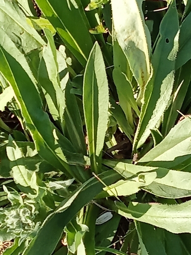 Pilosella floribunda, 2026-09-08