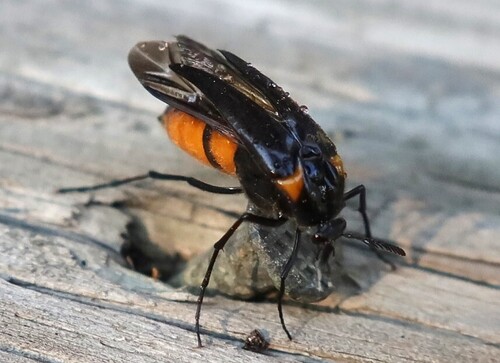Wasp Nest Beetle