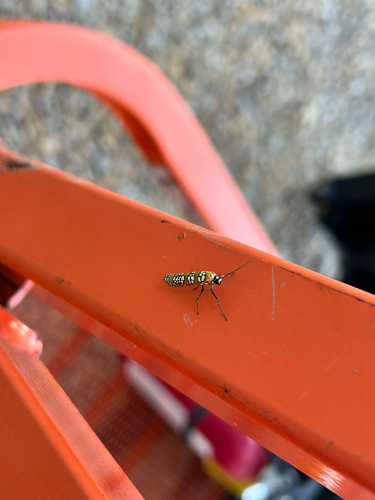 Ailanthus Webworm Moth