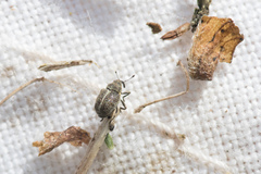 Ceutorhynchus typhae