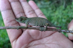 Calumma nasutum