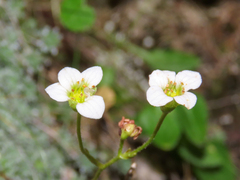 Saxifraga squarrosa