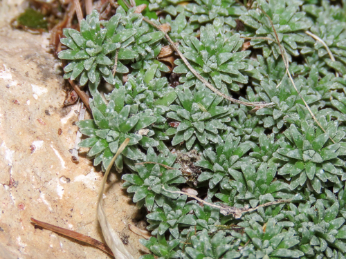 Saxifraga squarrosa, photograph 1