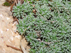 Saxifraga squarrosa, photograph (c) Emanuele Santarelli, some rights reserved (CC BY-SA)