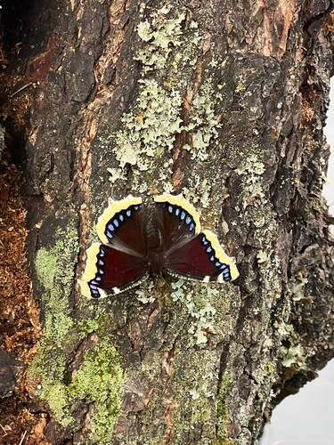 Mourning Cloak