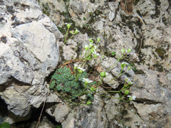 Saxifraga squarrosa, photograph (c) Emanuele Santarelli, some rights reserved (CC BY-SA)