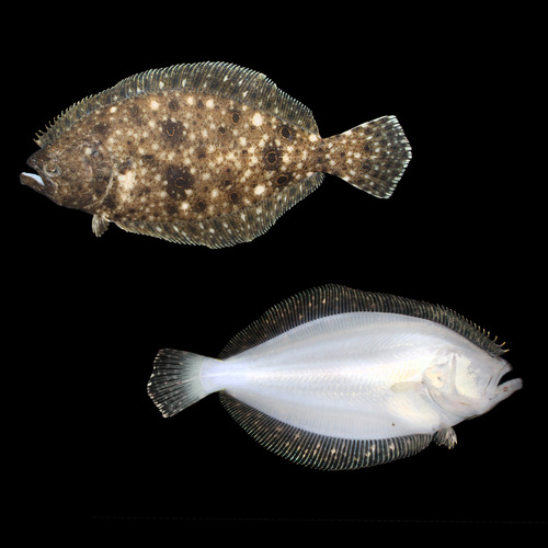 Summer Flounder