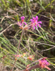 Pelargonium reniforme, photograph (c) Justin Ponder, some rights reserved (CC BY)