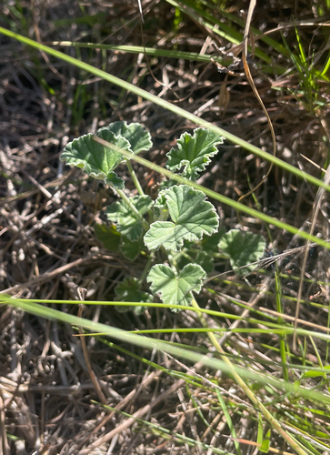 Pelargonium reniforme, photograph 2
