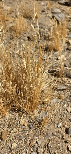 Schismus barbatus observed 2026-09-05