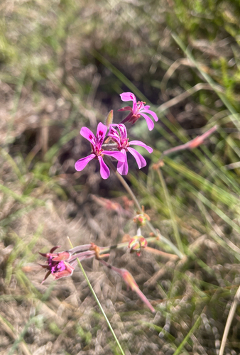 Pelargonium reniforme