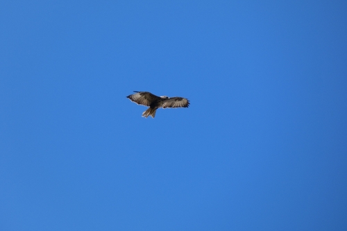 Common Buzzard