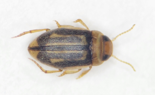 Hydroglyphus hamulatus