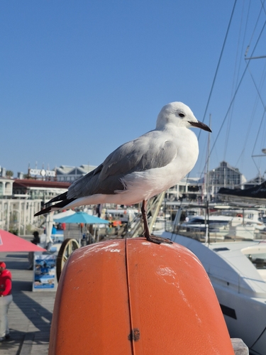 iNaturalist image