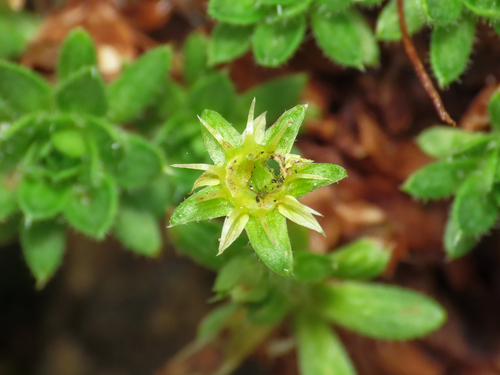 Saxifraga sedoides, photograph 3