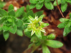 Saxifraga sedoides, photograph (c) Emanuele Santarelli, some rights reserved (CC BY-SA)
