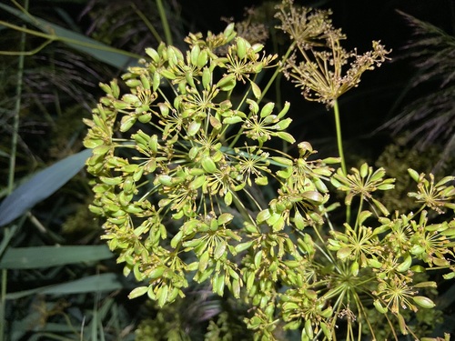 Peucedanum officinale, photograph 4