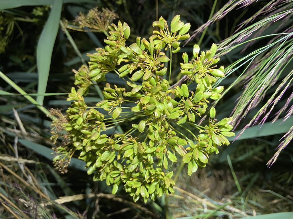 Peucedanum officinale; photograph (c) Joss Carr, some rights reserved (CC BY)