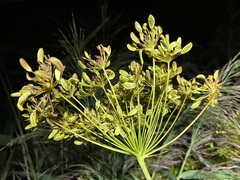 (c) Joss Carr, some rights reserved (CC BY) Peucedanum officinale, photograph (c) Joss Carr, some rights reserved (CC BY)