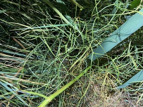 Peucedanum officinale, photograph 6