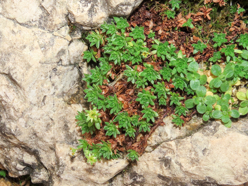 Saxifraga sedoides, photograph 2