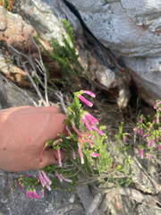 Erica diaphana, photograph (c) Justin Ponder, some rights reserved (CC BY)
