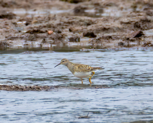 iNaturalist image