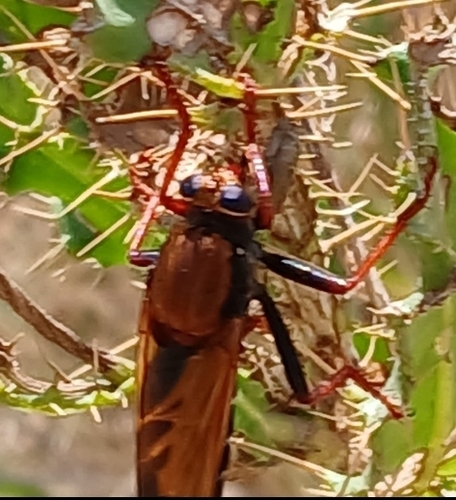 Asilus barbarus