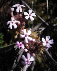 Junellia crithmifolia