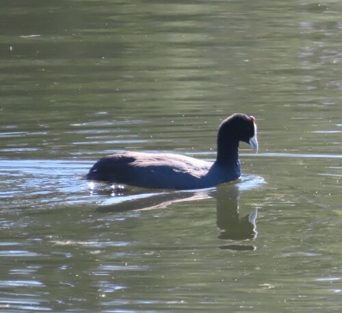 iNaturalist image