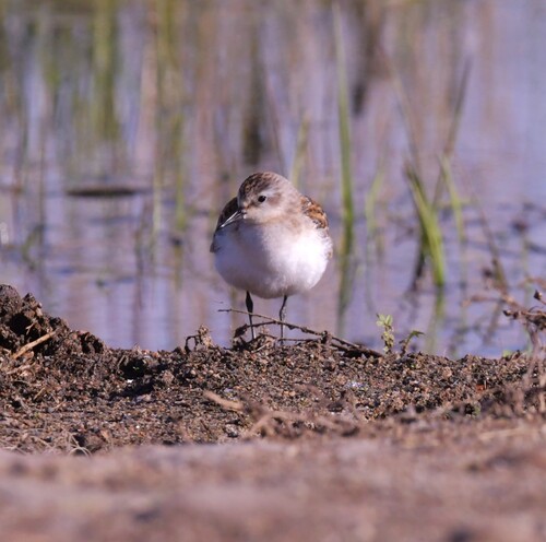 iNaturalist: (c) alopecurus, some rights reserved (CC BY-NC), uploaded by alopecurus iNaturalist image