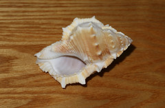 Bufonaria rana
