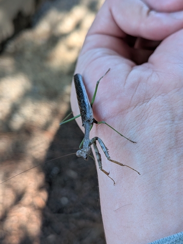 Carolina Mantis