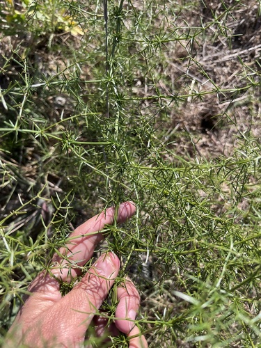 Asparagus verticillatus